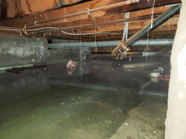 Best Flood restoration services  in West Wyoming, PA